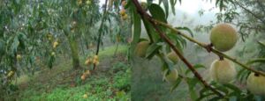 Cultivo de durazno - Durazno - Manejo del cultivo de durazno - Plagas y enfermedades del cultivo de durazno - Cosecha del durazno - Usos gastronómicos del durazno