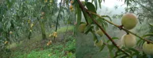Cultivo de durazno - Durazno - Manejo del cultivo de durazno - Plagas y enfermedades del cultivo de durazno - Cosecha del durazno - Usos gastronómicos del durazno