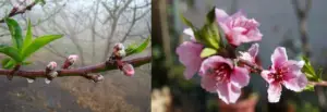 Cultivo de durazno - Durazno - Manejo del cultivo de durazno - Plagas y enfermedades del cultivo de durazno - Cosecha del durazno - Usos gastronómicos del durazno