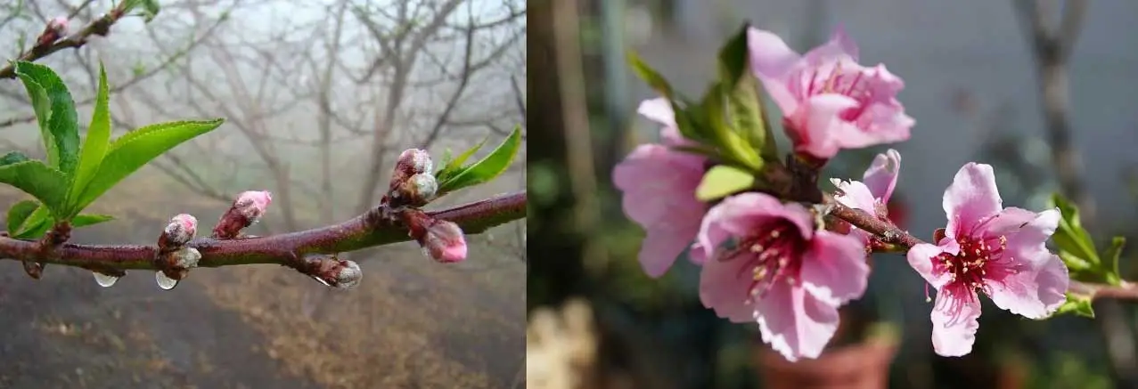 Flores de durazno con gotas de agua