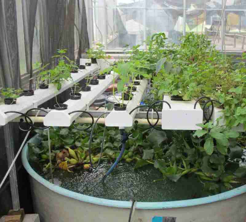 Plantas en bandejas hidroponias caseras cultivos hidropónicos o sistemas de hidroponía