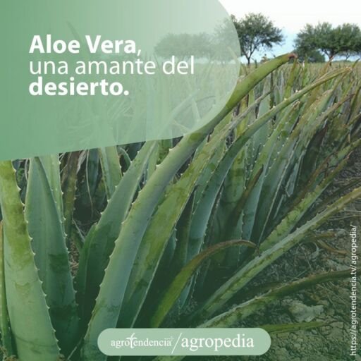 Hilera de cultivo de aloe