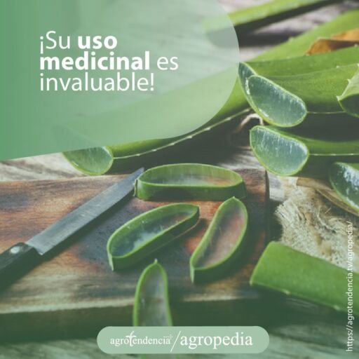 Pencas troceadas de aloe vera