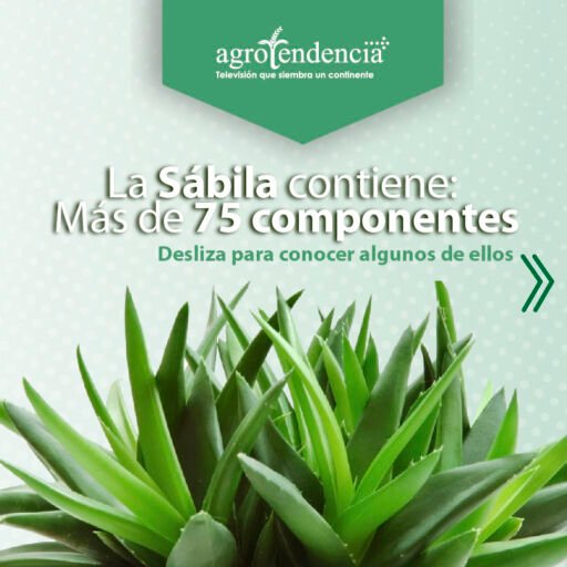 plántulas de sábila