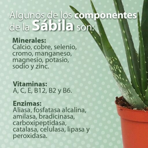 vista de mitad de maceta naranja sembrada con una planta de aloe vera