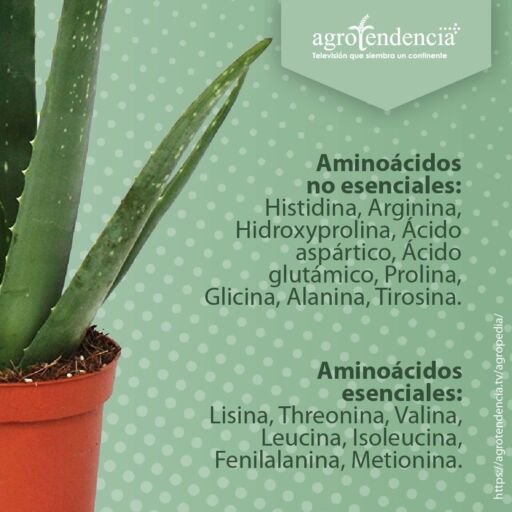 mitad de maceta naranja con planta de aloe vera