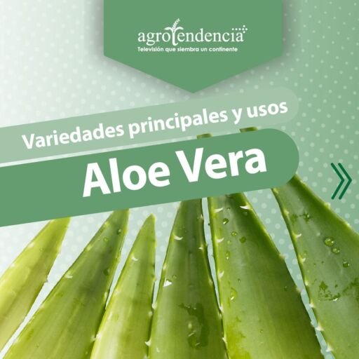 Vista desde abajo de pencas de aloe vera