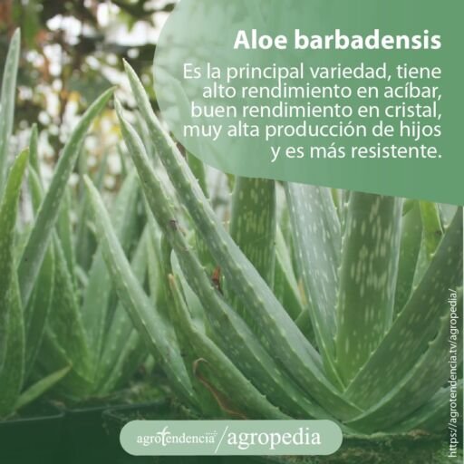 Plantas de aloe barbadensis