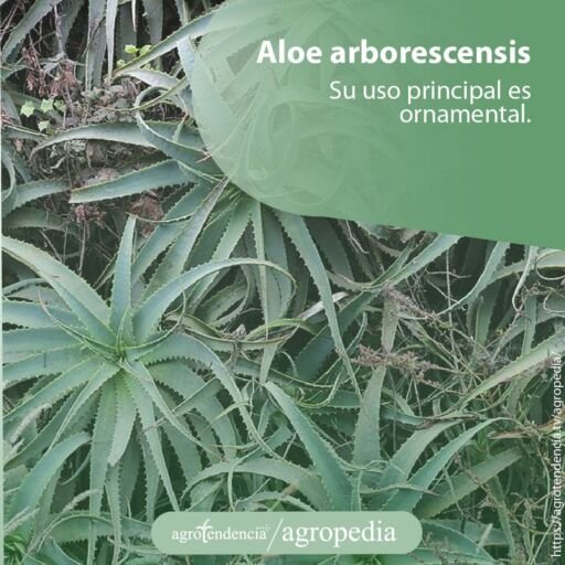 Muchas plantas de aloe arborescensis