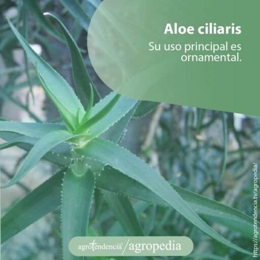 Planta de aloe ciliaris