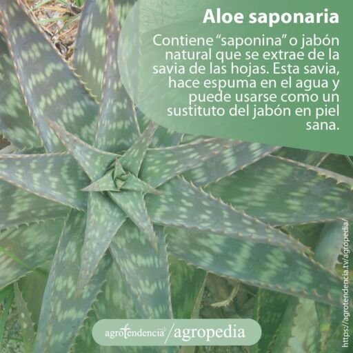 Vista desde arriba de planta de aloe saponaria