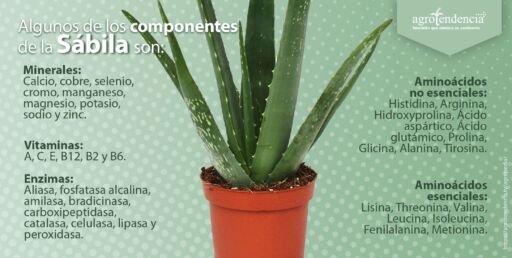 Maceta sembrada con planta de sábila