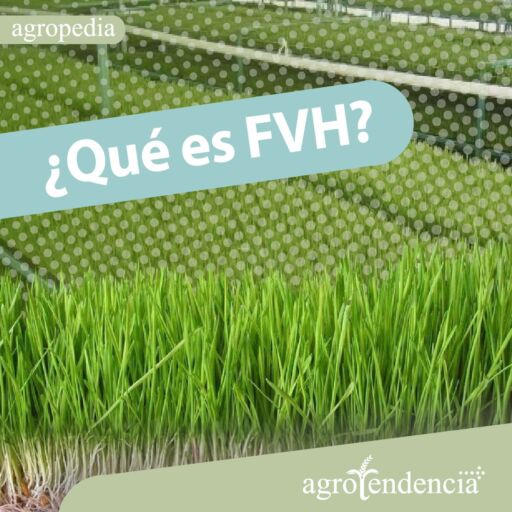 forraje verde hidropónico