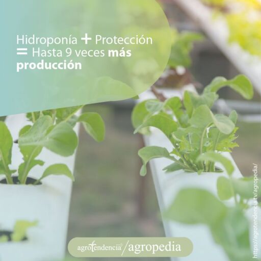 plantas sembradas en sistema acuaponico