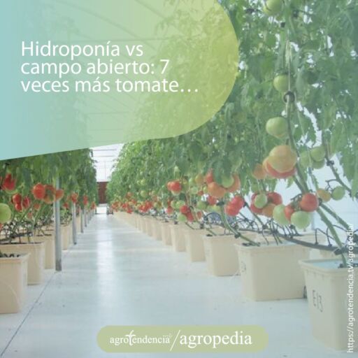 tomates sembrados en cultivcos hidroponicos