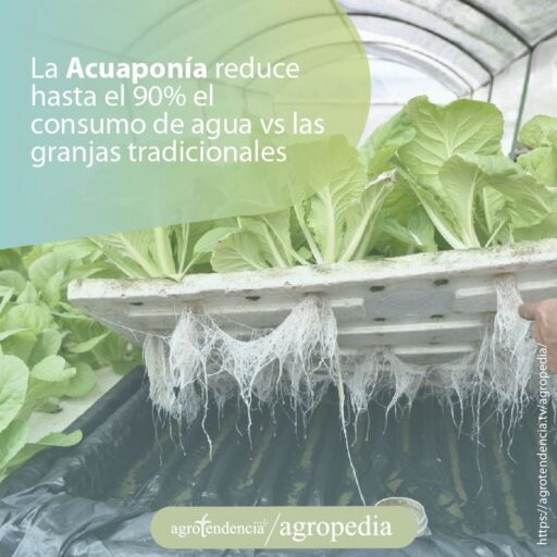 planta mostrando raices aereas