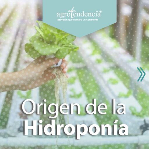 mano sostiene planta de cultivo hidroponico
