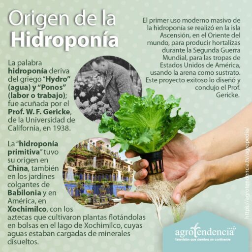 Fotos de cultivos hidropónicos y mano sosteniendo planta de lechuga hidropónica