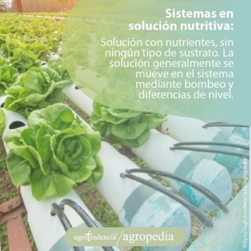 Siembra de lechuga en tubos pvc con sistema de solución nutritiva