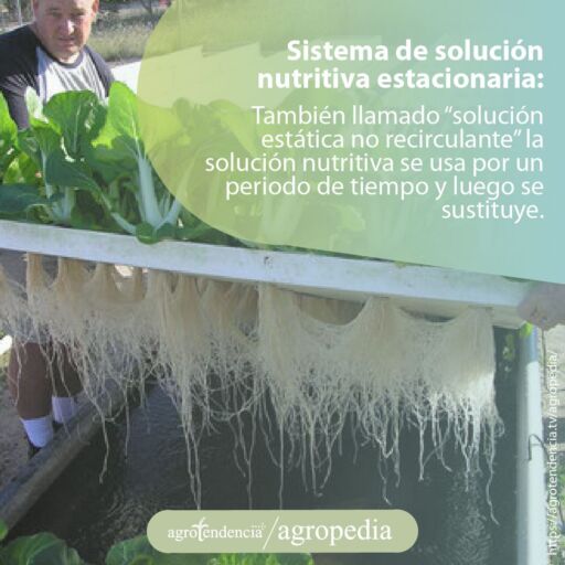 Hombre levantando plancha sembrada con acelga hidropónica
