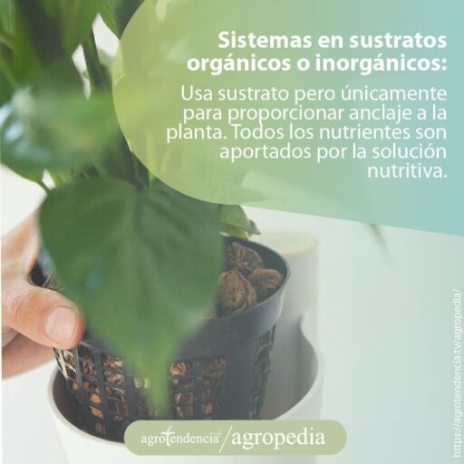 Planta sembrada en maceta en sistema hidropónico