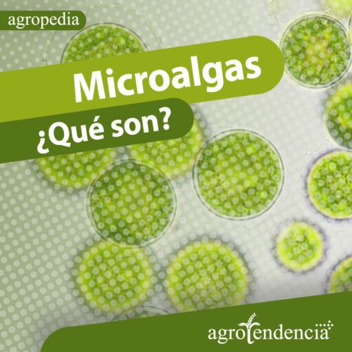 Zoom de microalgas