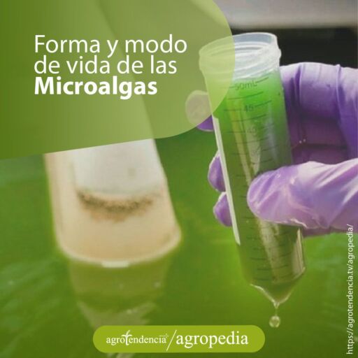 Tubo de medición con liquido con microalgas