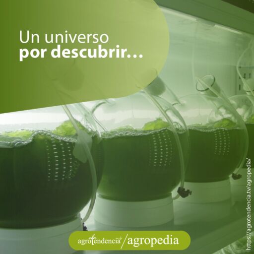 Envases redondos de vidrio con agua y microalgas