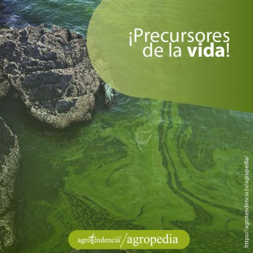 Rocas rodeadas de agua con microalgas de color verde