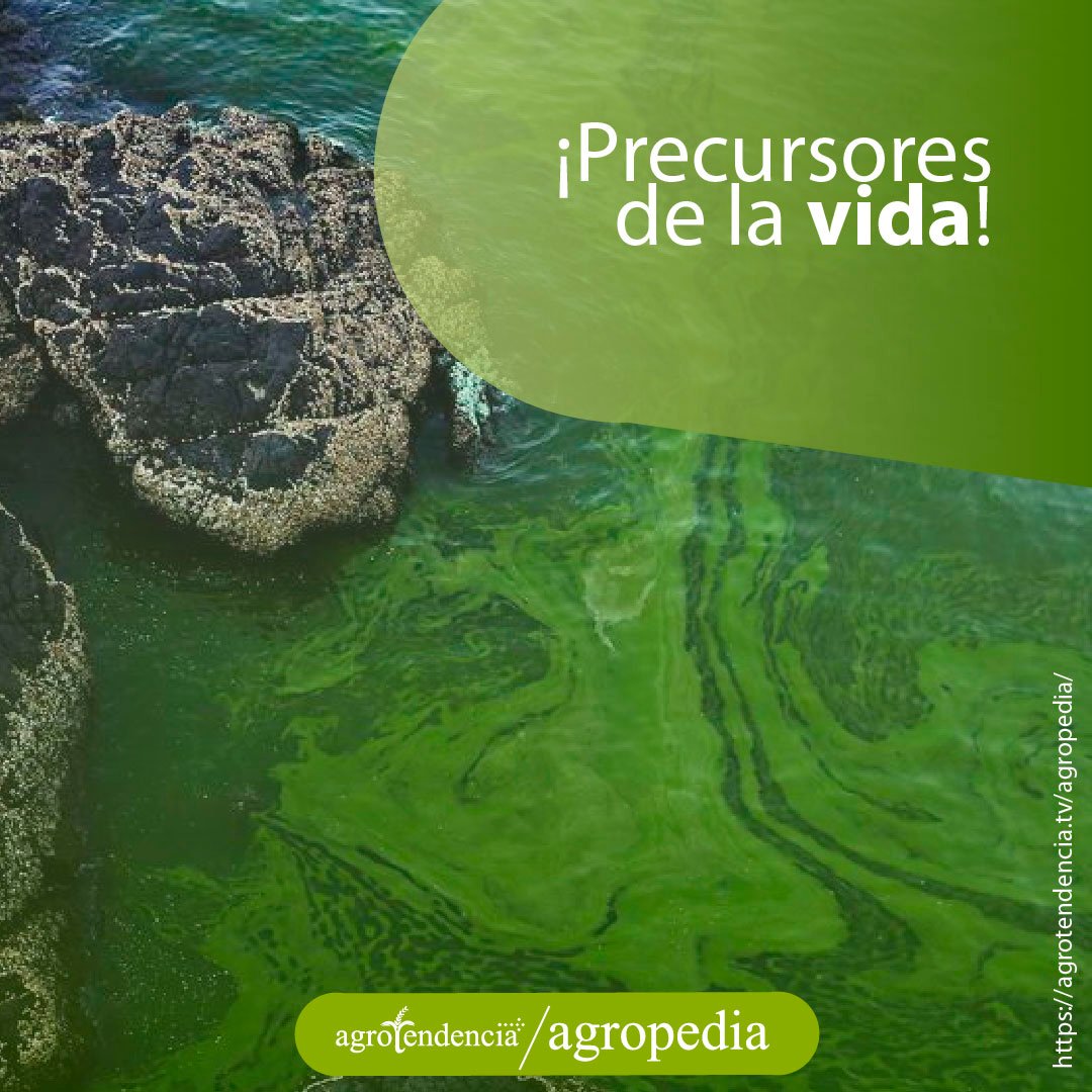 Rocas rodeadas de agua con microalgas de color verde