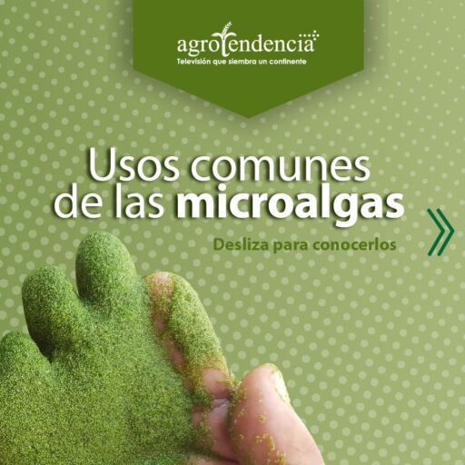 Mano cubierta con microalgas verdes