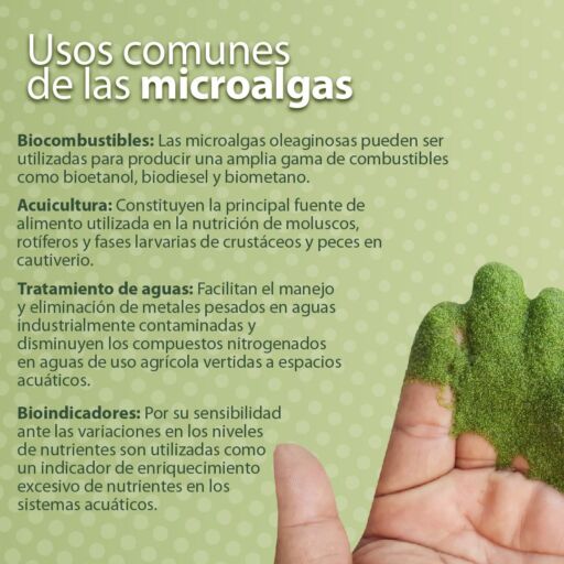 Palma de mano con microalgas verdes