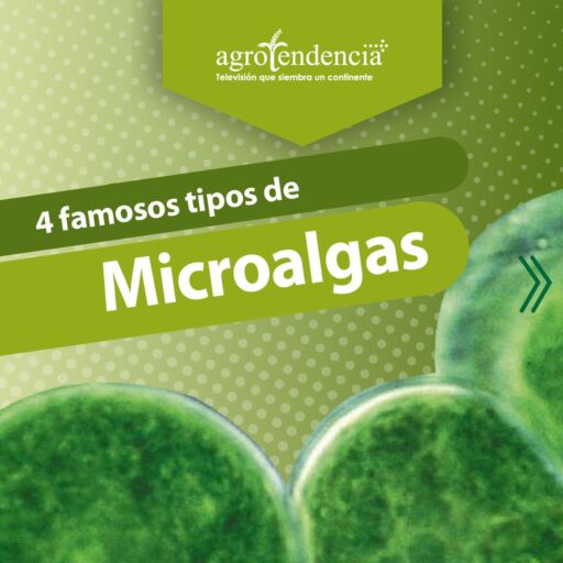 Zoom de tres microalgas verdes en forma de esferas