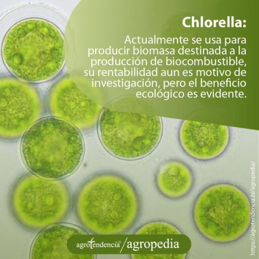 Zoom de microalga Chlorella