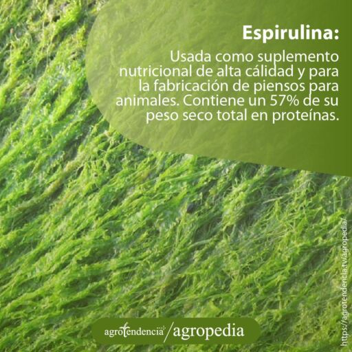 Fibras de microalgas Espirulina