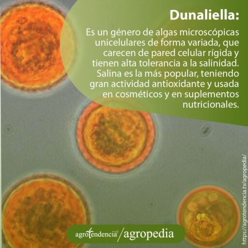 Zoom de esferas naranjas de Dunaliella