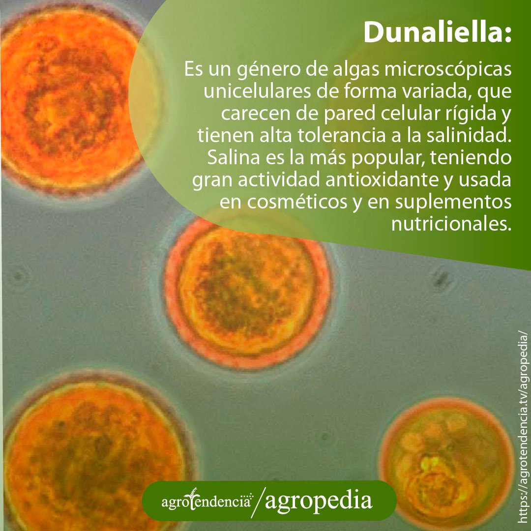 Zoom de esferas naranjas de Dunaliella