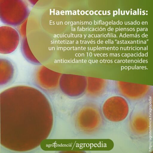 Zoom de organismo Haematococcus pluvialis
