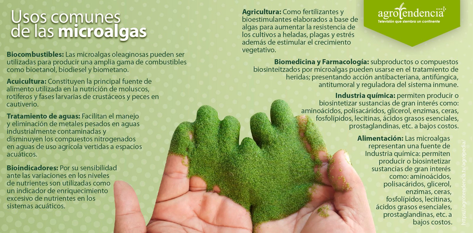Palmas de las manos con microalgas verdes y sus usoa