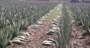 Sábila - Cultivo de sábila - aloe vera - Usos de la sábila - Distancia de siembra de la sábila - Manejo agronómico de la sábila - Plagas y enfermedades de la sábila - cosecha de la sábila