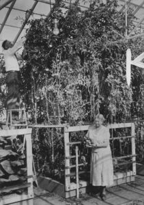 Hidroponía - Cultivo hidropónico - Importancia del cultivo hidropónico - Ventajas de la hidroponía