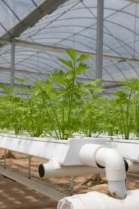 Hidroponía - Cultivo hidropónico - Importancia del cultivo hidropónico - Ventajas de la hidroponía
