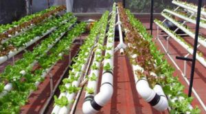 Hidroponía - Cultivo hidropónico - Importancia del cultivo hidropónico - Ventajas de la hidroponía