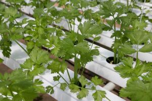 Hidroponía - Cultivo hidropónico - Importancia del cultivo hidropónico - Ventajas de la hidroponía