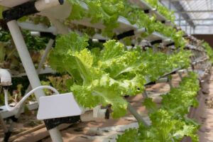 Hidroponía - Cultivo hidropónico - Importancia del cultivo hidropónico - Ventajas de la hidroponía