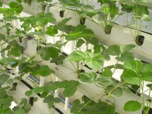 Hidroponía - Cultivo hidropónico - Importancia del cultivo hidropónico - Ventajas de la hidroponía