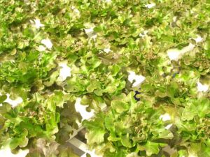 Hidroponía - Cultivo hidropónico - Importancia del cultivo hidropónico - Ventajas de la hidroponía