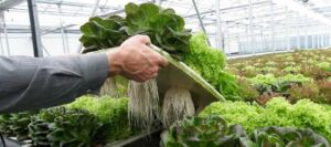 Hidroponía - Cultivo hidropónico - Importancia del cultivo hidropónico - Ventajas de la hidroponía