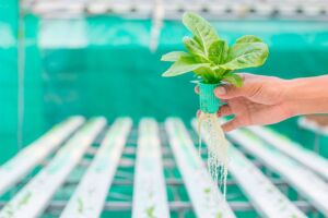 Hidroponía - Cultivo hidropónico - Importancia del cultivo hidropónico - Ventajas de la hidroponía