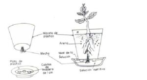 Hidroponía - Cultivo hidropónico - Importancia del cultivo hidropónico - Ventajas de la hidroponía